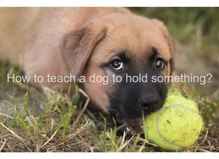 How to teach a dog to hold something? Latest Guide