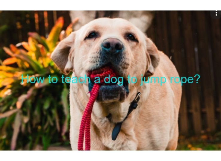 How to teach a dog to jump rope? 3 Steps