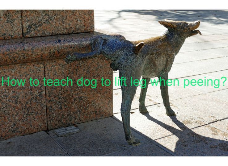 how to teach dog to lift leg when peeing
