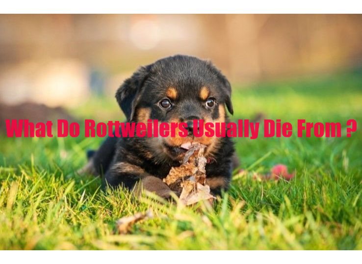 What do Rottweilers usually die from? Latest Guide in 2024