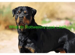 What do Rottweilers look like
