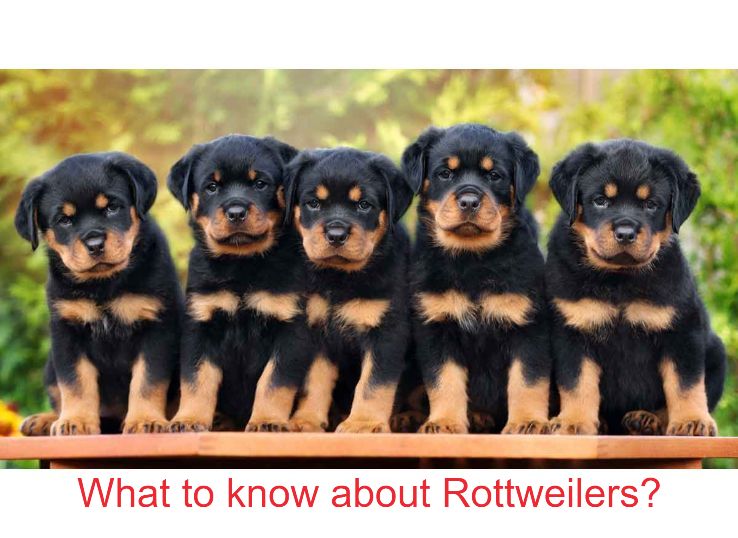 what to know about Rottweilers