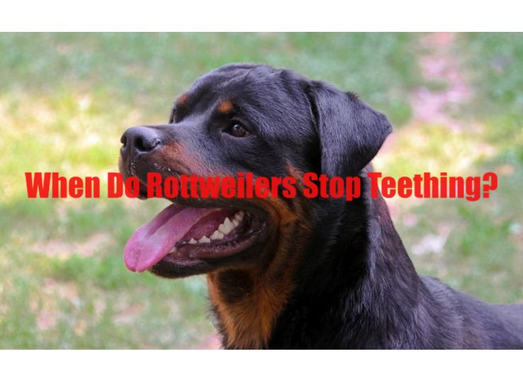 When do Rottweilers stop teething? (Ultimate Guide)