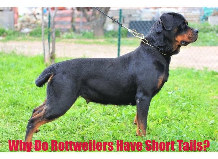 why do Rottweilers have short tails