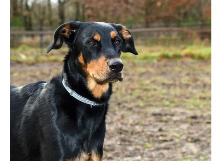 Beauceron