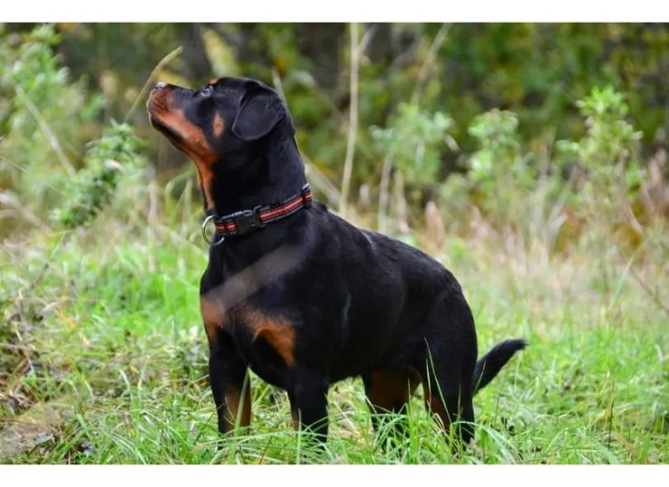 Black and Mahogany Rottweiler