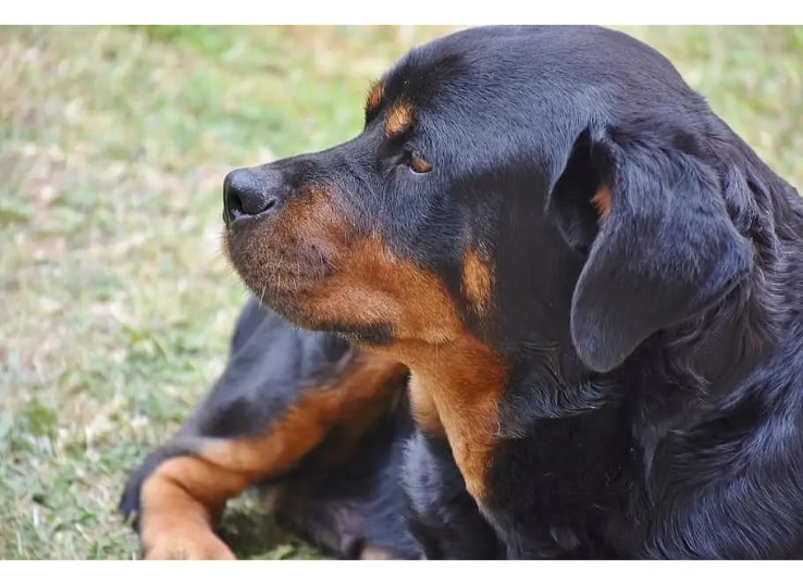 Black and Rust Rottweiler