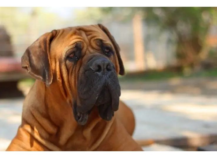 Boerboel