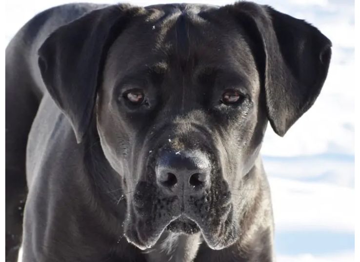 Cane-Corso