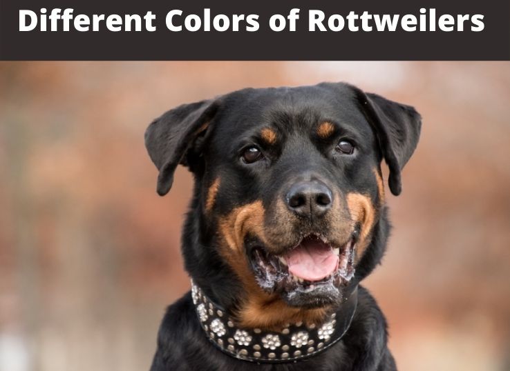 Different colors of Rottweilers: [New]