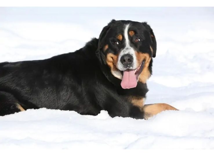 Greater-Swiss-Mountain-Dog