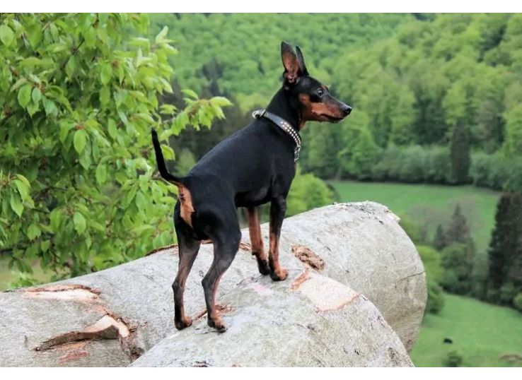 Miniature-Pinscher