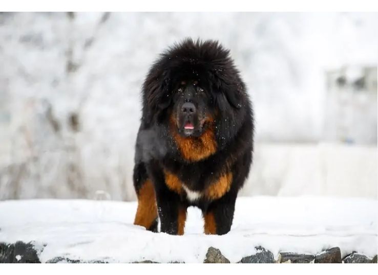 Tibetan-Mastiff