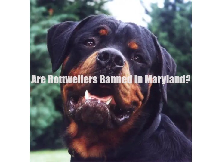 are Rottweilers banned in Maryland
