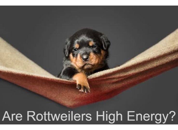 Are Rottweilers high energy? (Helpful Guide in 2023)