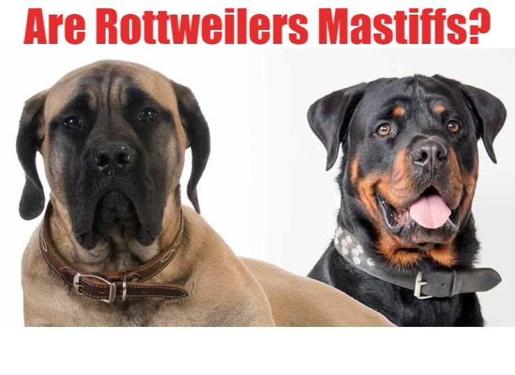 Are Rottweilers Mastiffs? Ultimate Guide in 2023