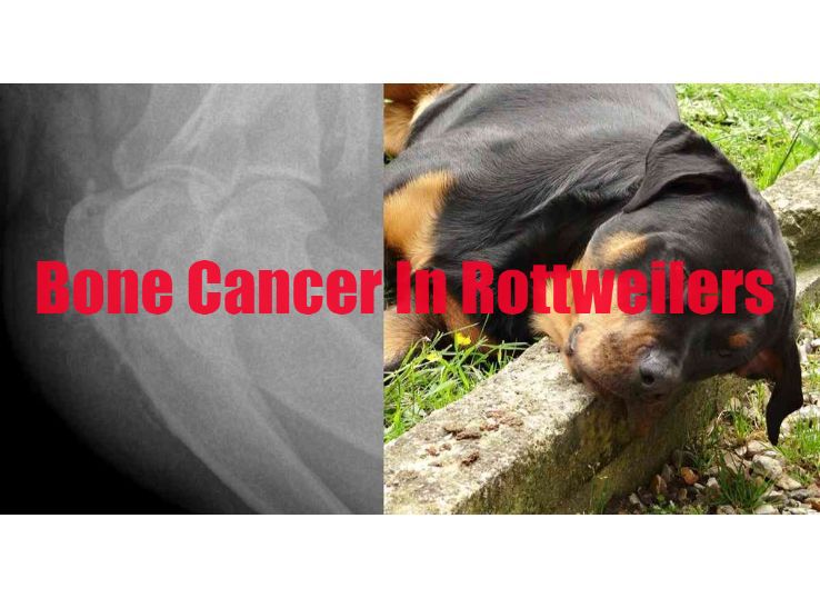 Bone cancer in Rottweilers? Signs, Symptoms, and Treatment