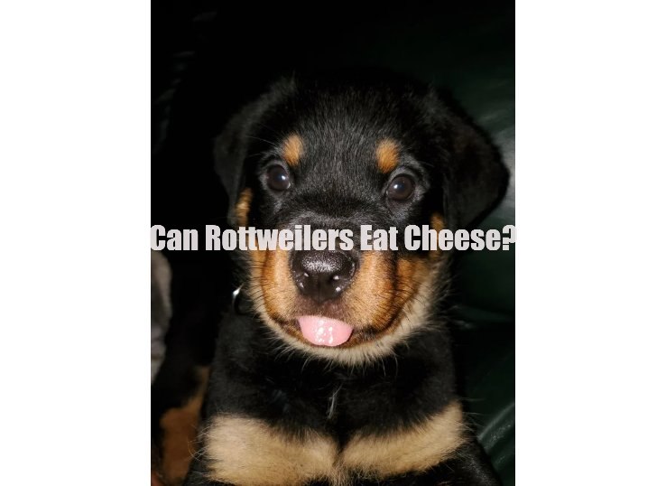 can Rottweilers eat cheese