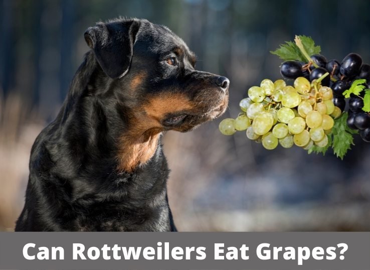 can Rottweilers eat grapes