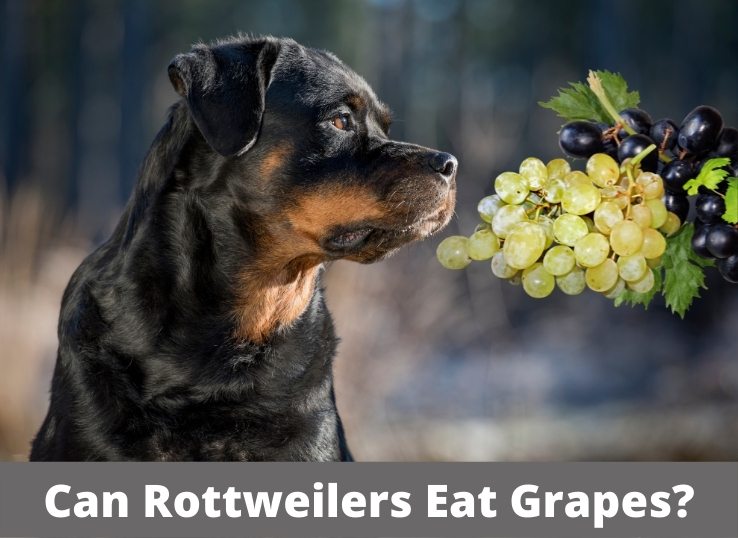 can-Rottweilers-eat-grapes-