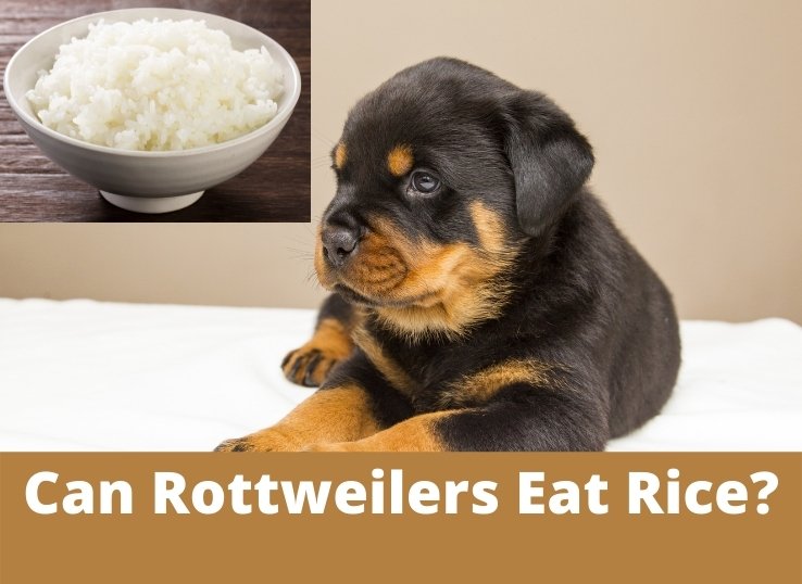 can Rottweilers eat rice
