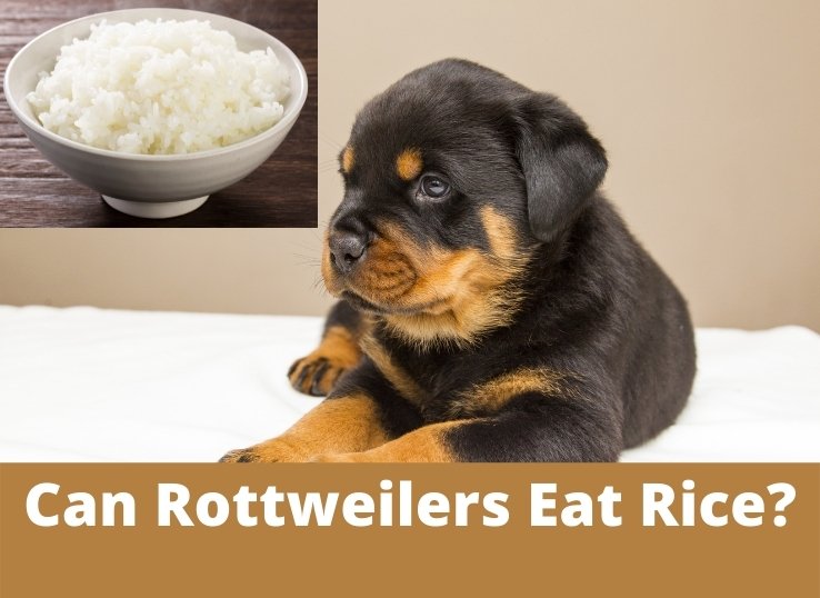 can-Rottweilers-eat-rice