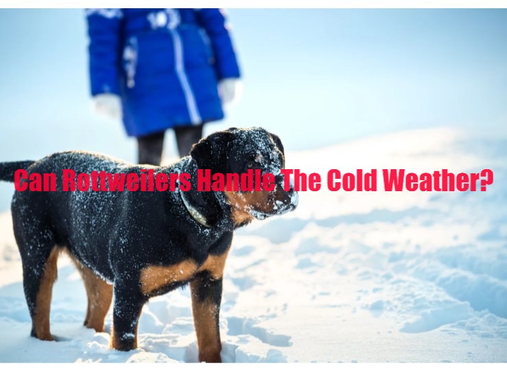 can Rottweilers handle the cold weather
