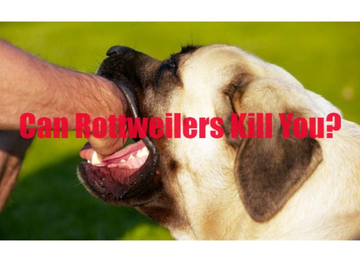 can Rottweilers kill you