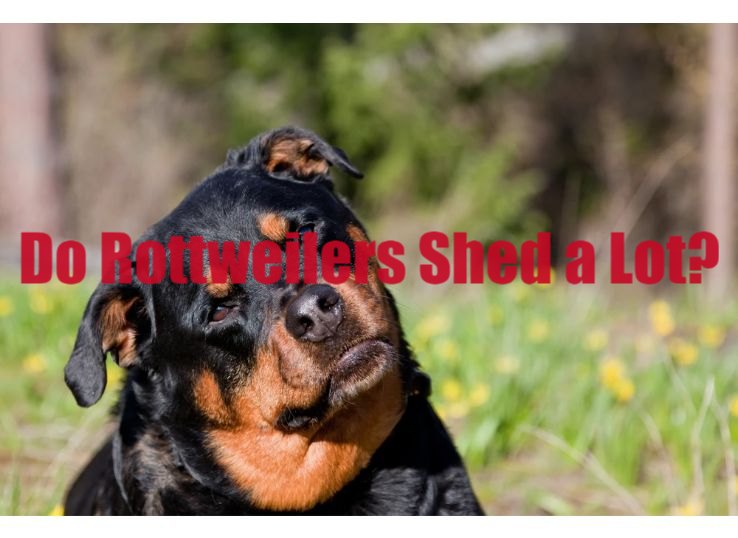 do Rottweiler shed a lot