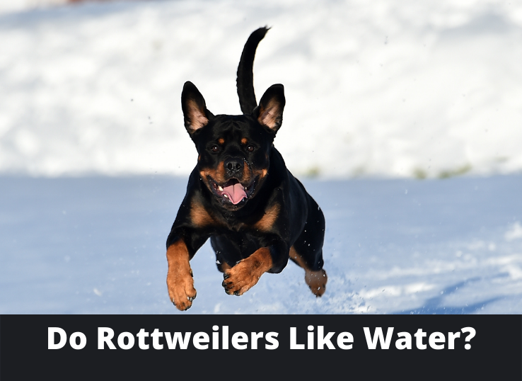 do Rottweilers Like Water