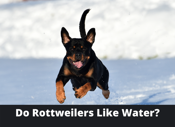 do-Rottweilers-Like-Water