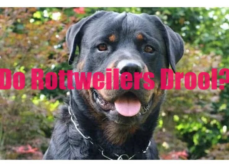 do Rottweilers drool