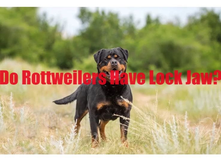 do Rottweilers have lock jaw
