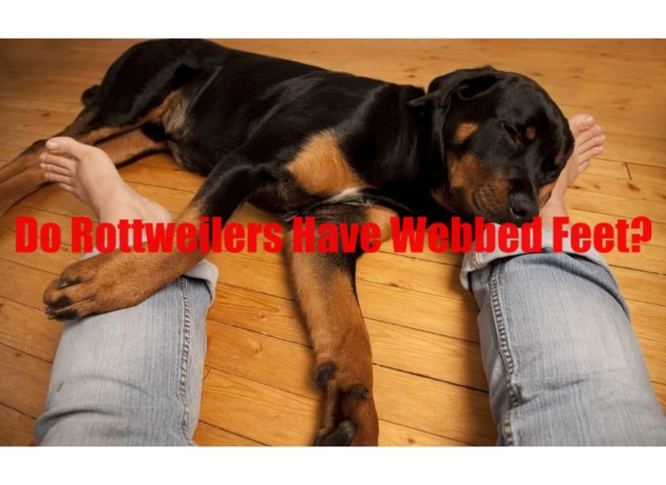 Do Rottweilers have webbed feet? Complete Guide