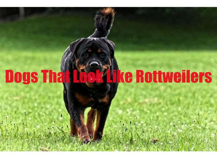 dogs that look like Rottweilers