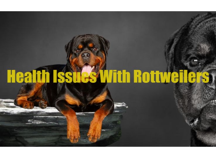6 Health Issues with Rottweilers: Everything You Need to Know