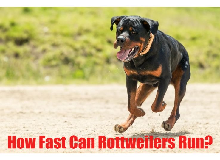 How Fast Can Rottweilers Run? Find Out