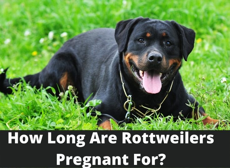 how-long-are-Rottweilers-pregnant-for?