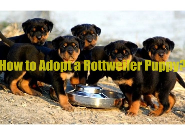 how to adopt a Rottweiler puppy