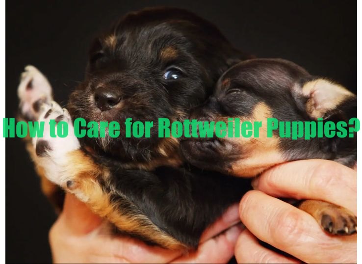 how to care for Rottweiler puppies