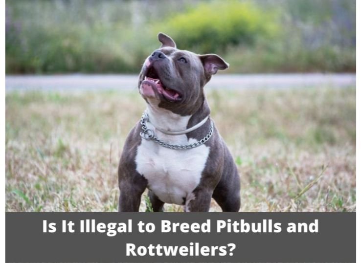 Is it illegal to breed pit bulls and Rottweilers?