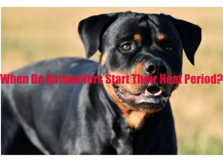 When do Rottweilers start their period? [New]