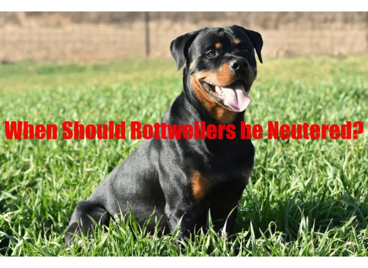 When should Rottweilers be neutered? Latest Guide