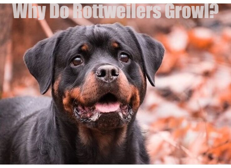 Why do Rottweilers Growl? 10 Best Reasons