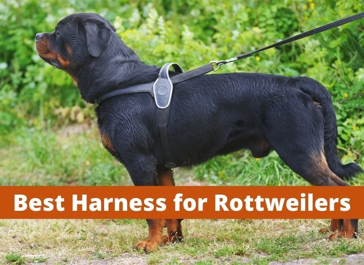 Best Harness for Rottweilers: (6 Latest Reviews)