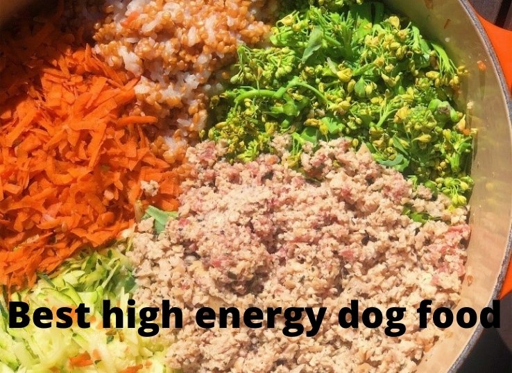 Best high energy dog food