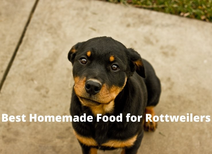 best homemade food for Rottweilers