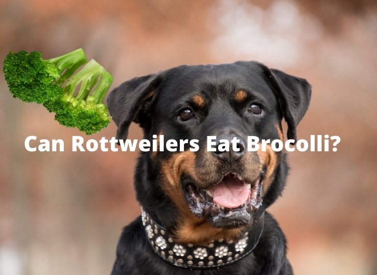 can Rottweilers Eat Brocolli