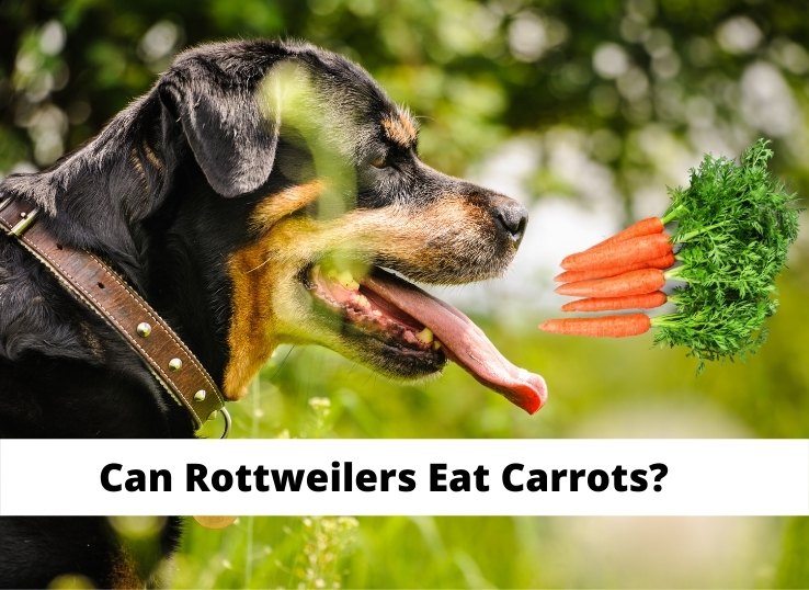 can Rottweilers Eat Carrots