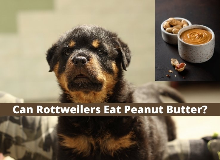can Rottweilers Eat Peanut Butter
